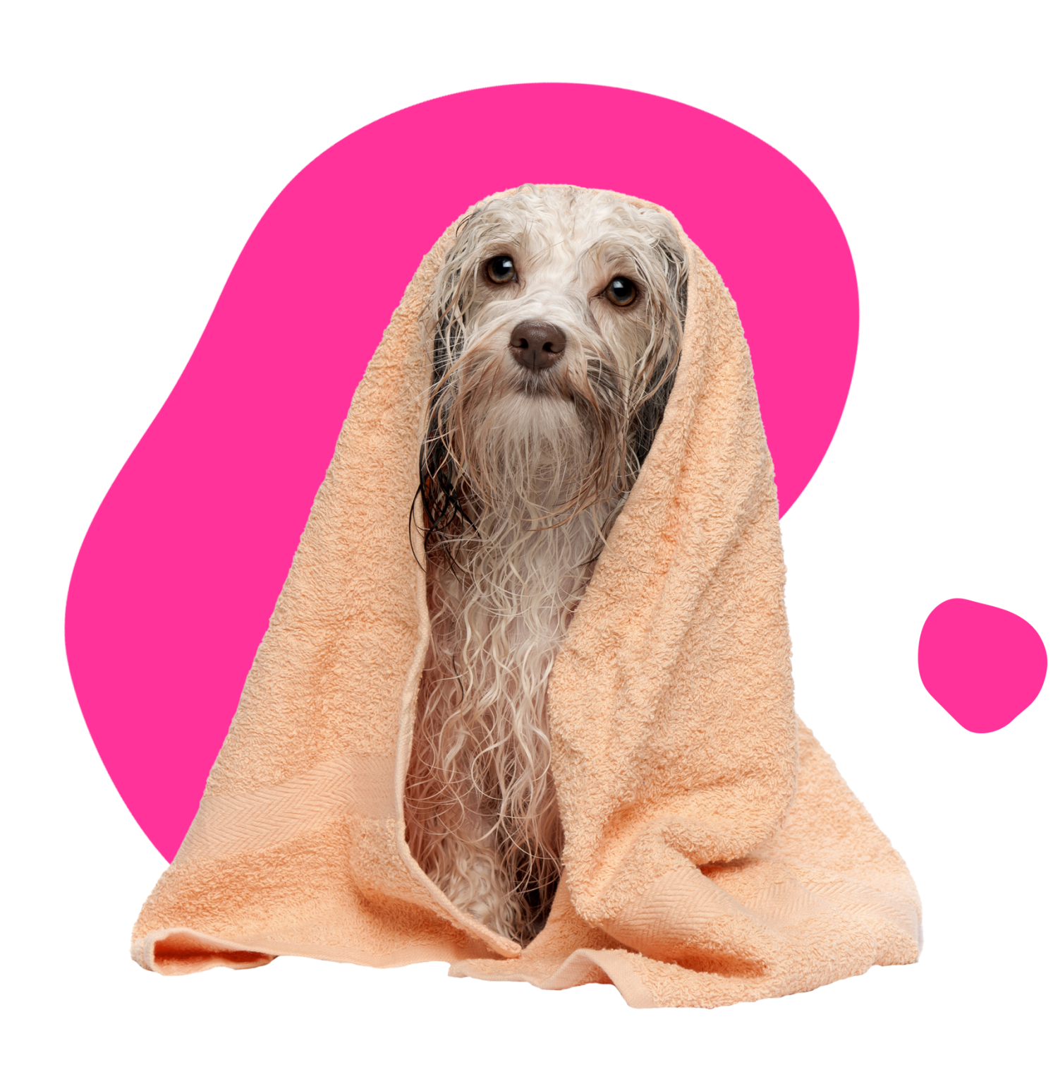 dog-grooming-prices-dog-grooming-in-altrincham